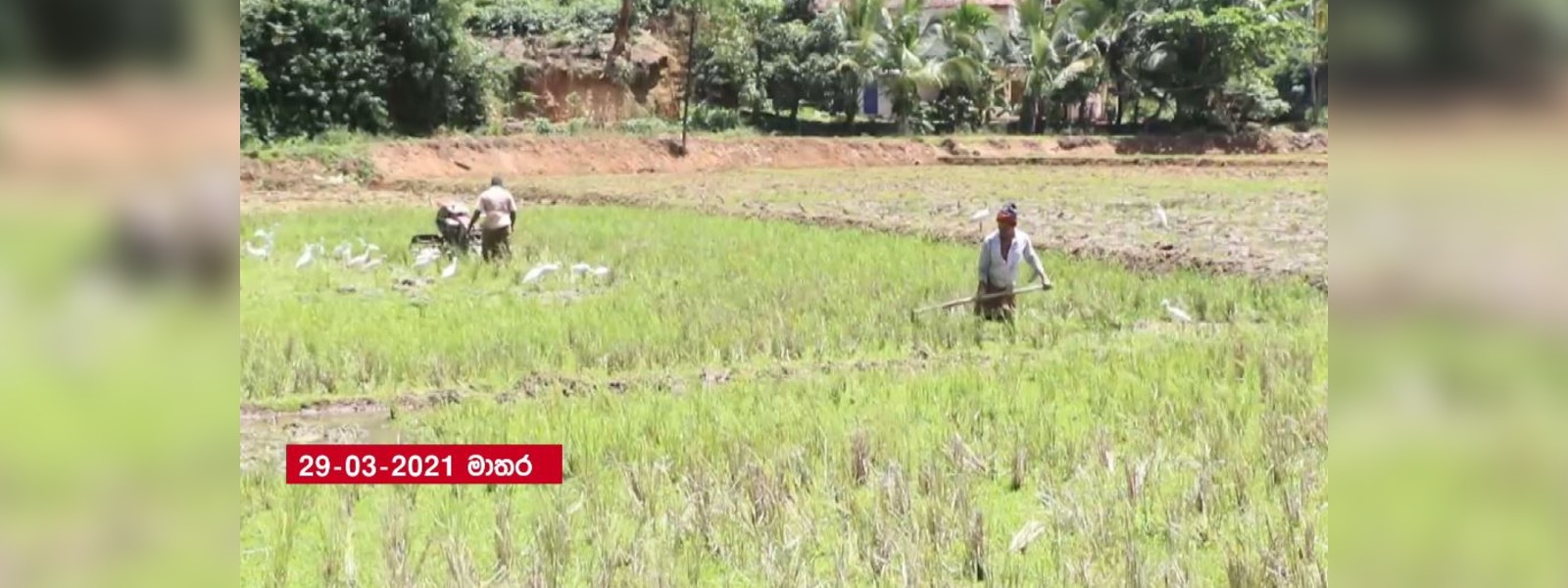 මී උණ නිසා මාතර ගොවීන් දෙගිඩියාවෙන්.. 
