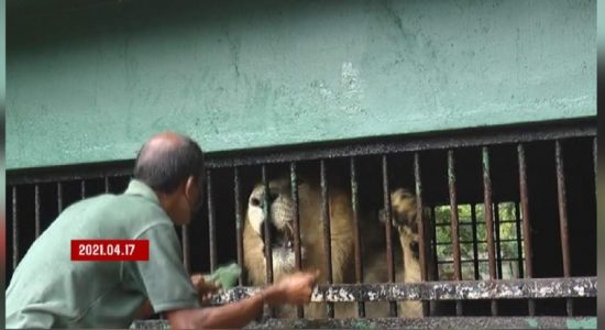 සිංහයාට  ප්‍රතිකාර කරන්න ඉන්දියාවේ සහය