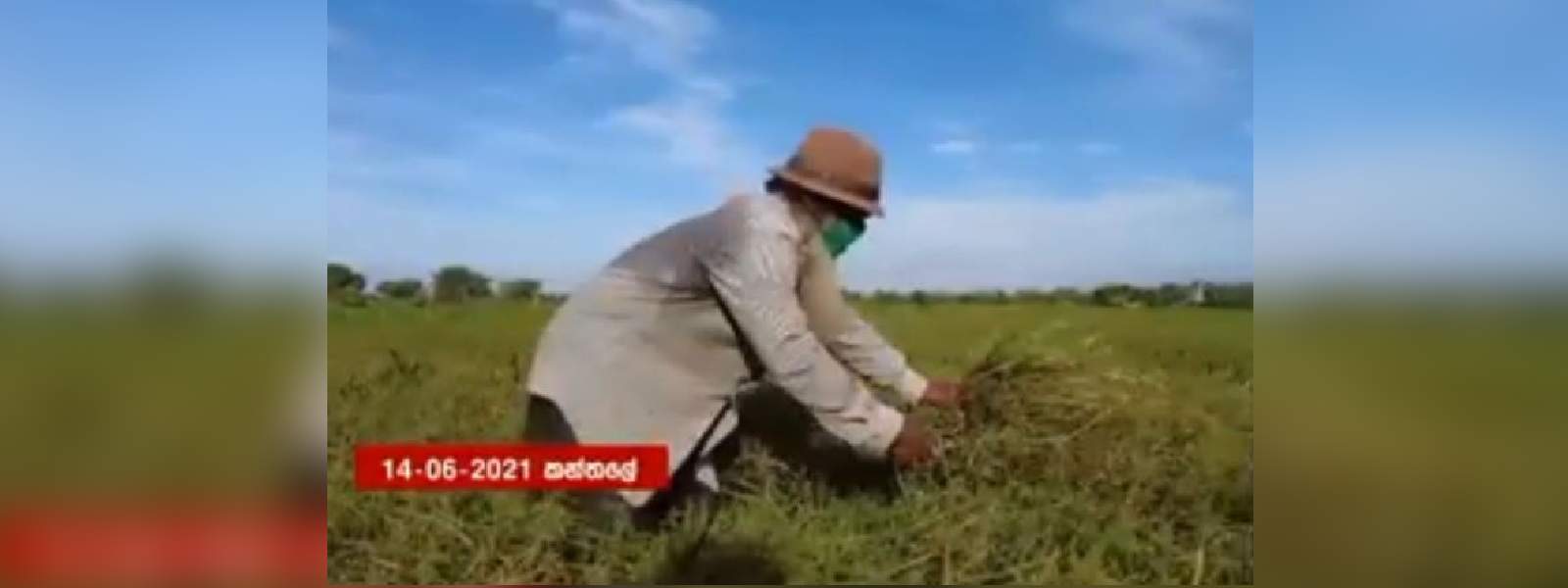 ආහාර හිඟයක් ඇති වෙයිද? 