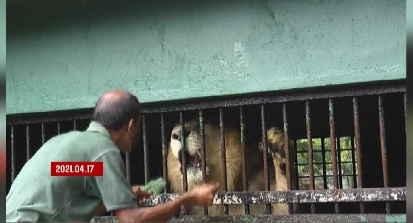 දෙහිවල සත්තු වත්තේ සිංහයාට කොවිඩ් ආසාදනය වී ඇතැයි තහවුරු වෙයි – සත්වෝද්යාන දෙපාර්තමේන්තුව