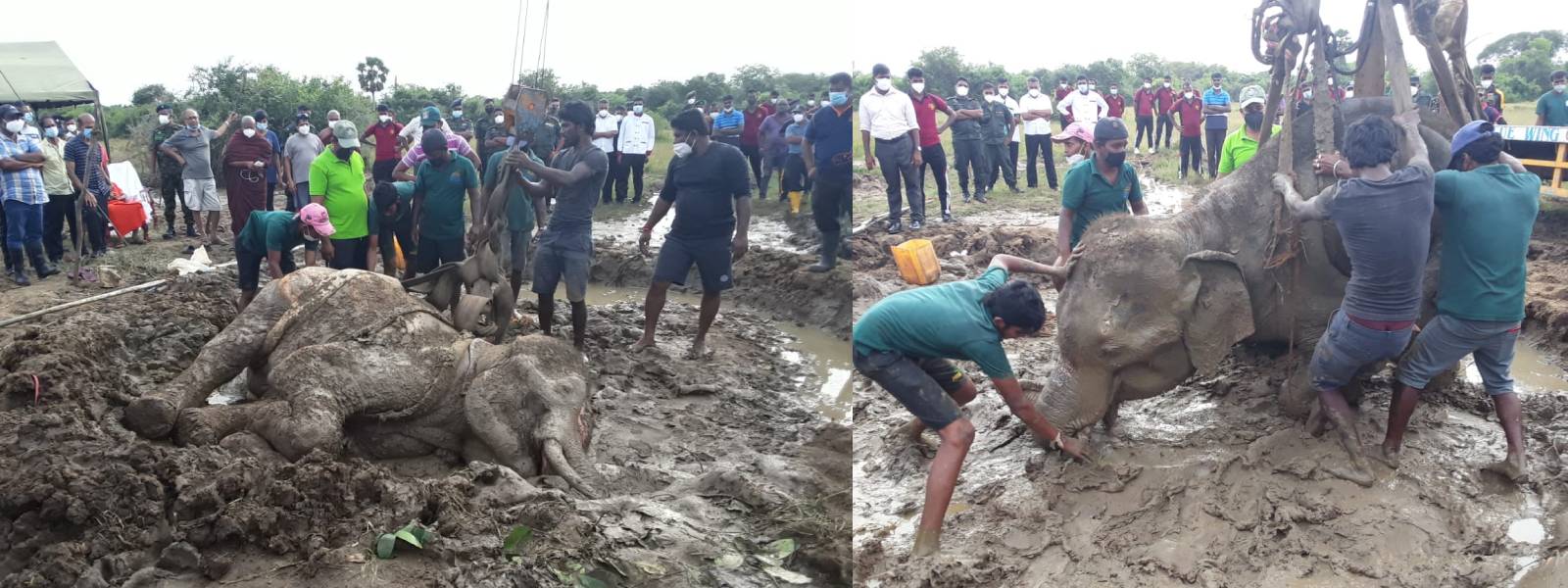 දළ ඇතාගේ මරණය පිටුපස ඇත්තේ ඇත් දළ ජාවාරමක් ද? 