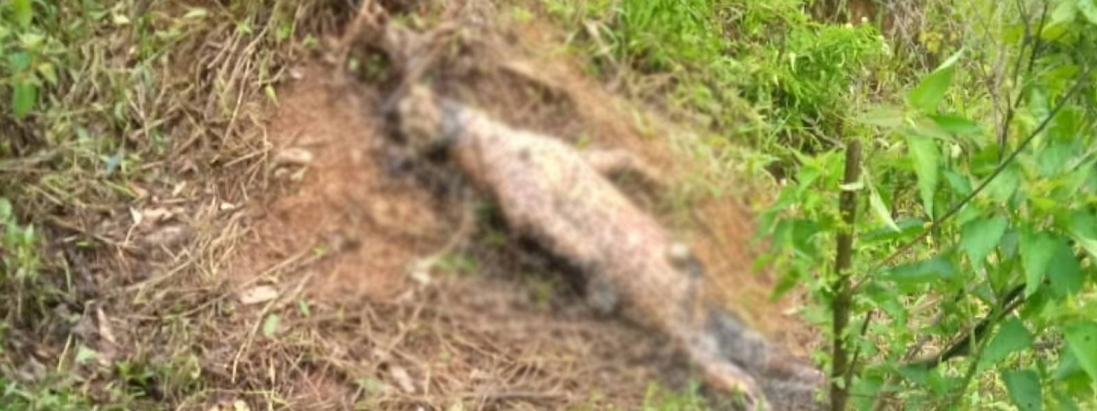  දික්ඔයදී මද්දකට හසුව කොටියෙකු මියයයි 