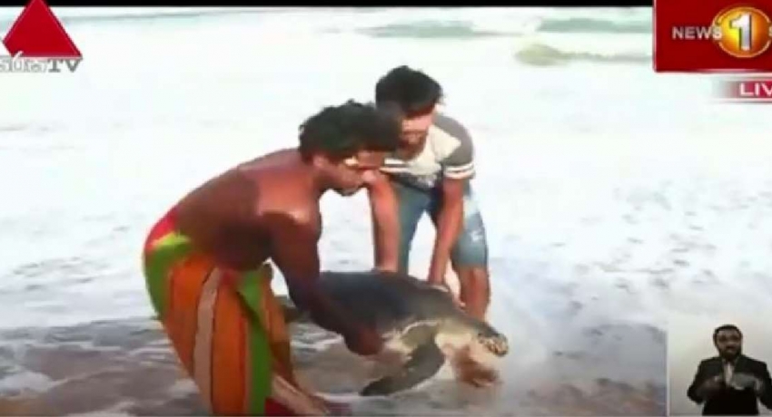 කැස්බෑවන් ඇතුළු මියගිය මුහුදු ජීවීන්ගේ පරීක්ෂණ වාර්තා හෙළි නොකරන්නේ ඇයි?