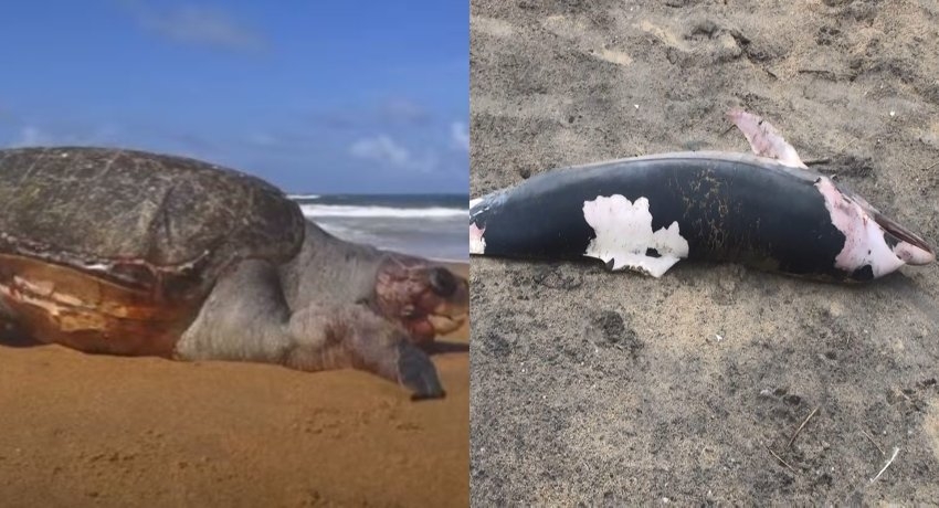 වෙරළට ගොඩ ගැසූ සමුද්ර ජීවින්ගේ රස පරීක්ෂක වාර්තා කඩිනමින්