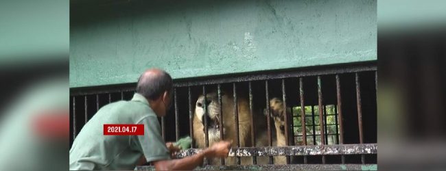 සිංහයාට  ප්‍රතිකාර කරන්න ඉන්දියාවේ සහය