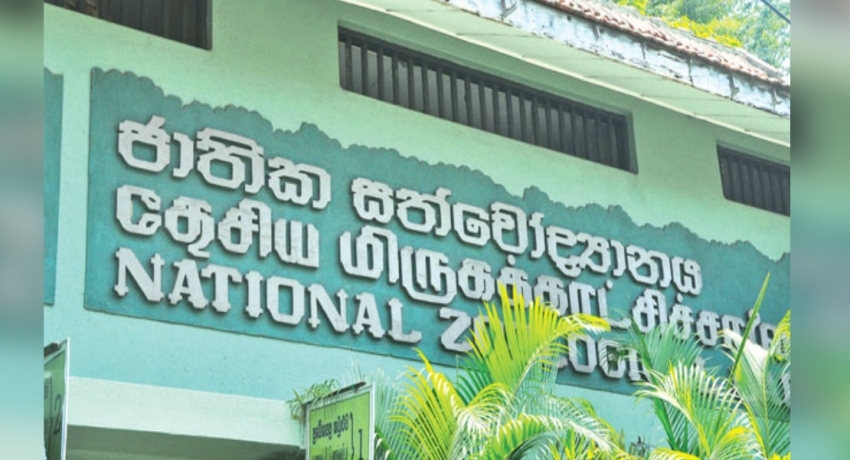 දෙහිවල සත්තු වත්තේ ලෙඩ වුණු සිංහයාට කොවිඩ්ද?
