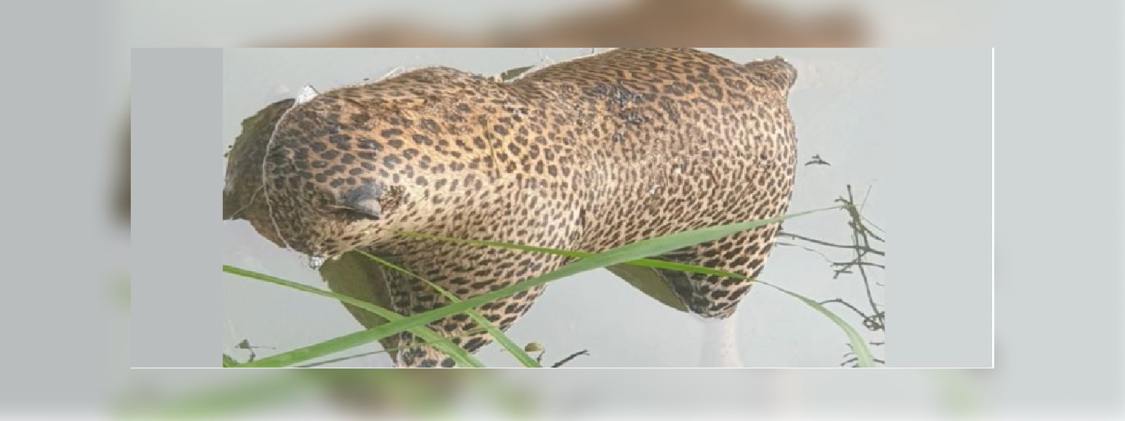 කොටියෙකුගේ සිරුරක් කැනියෝන් ජලාශයෙන්..