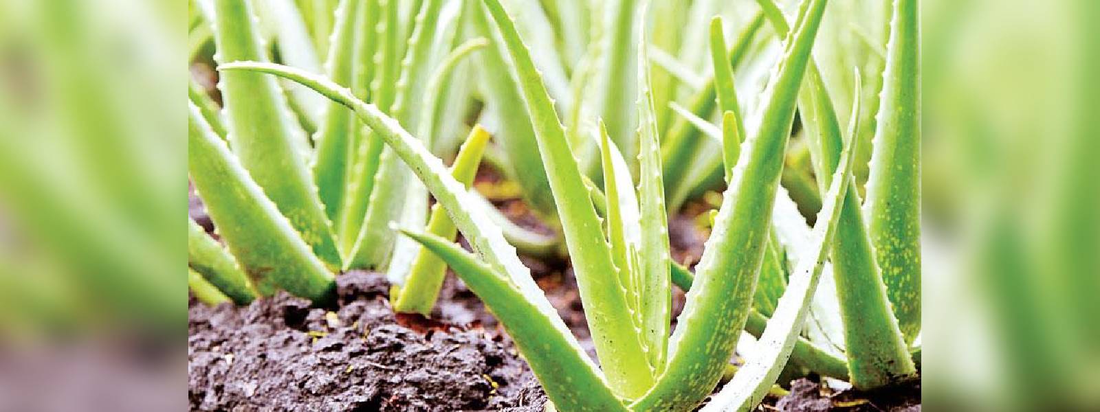 කෝමාරික ව්‍යාපෘතිය හකුලා ගන්න-පරිසර සංවිධාන