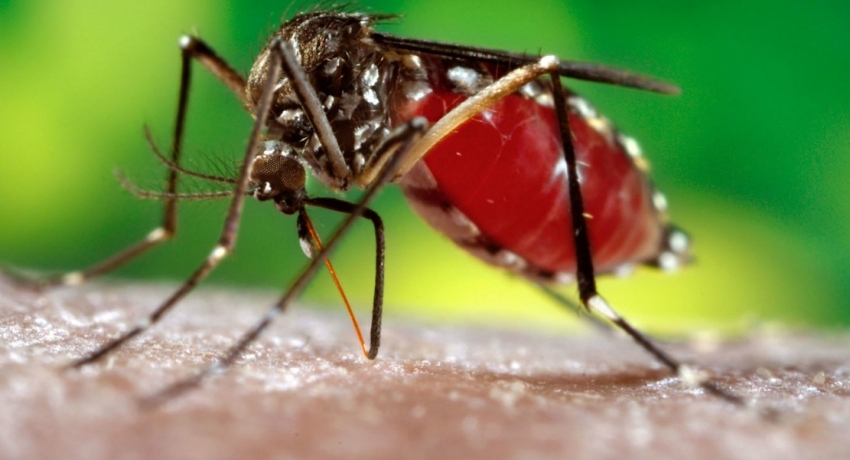 දිස්ත්රික්ක 9 ක් ඩෙංගු අධිඅවදානම් තත්ත්වයේ..
