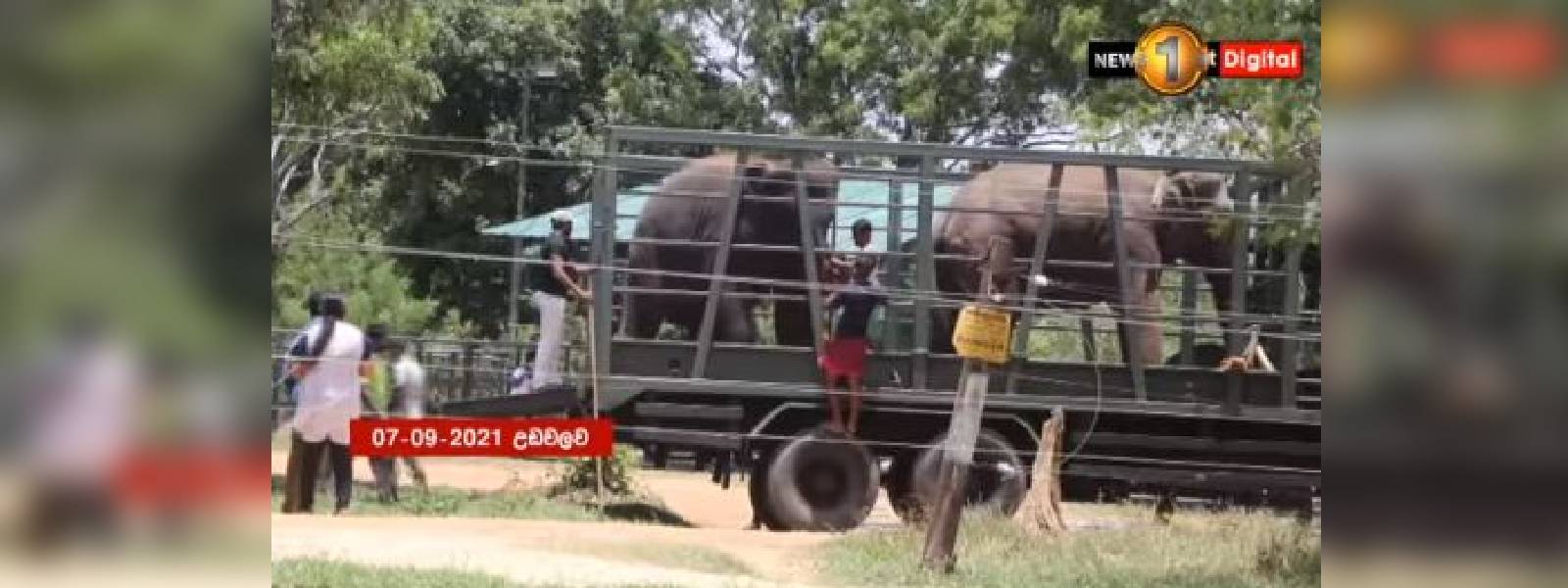 හීලෑ අලි, ඇතුන් 13 ක් මුල් හිමිකරුවන්ට 