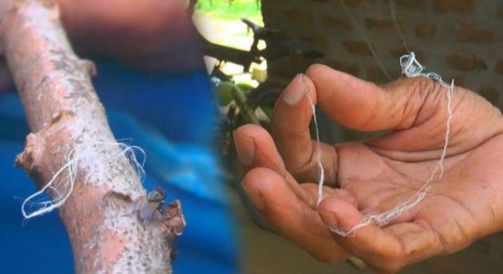 අහසින් බිමට වැටුණේ මකුළු දැල්ම ද? 