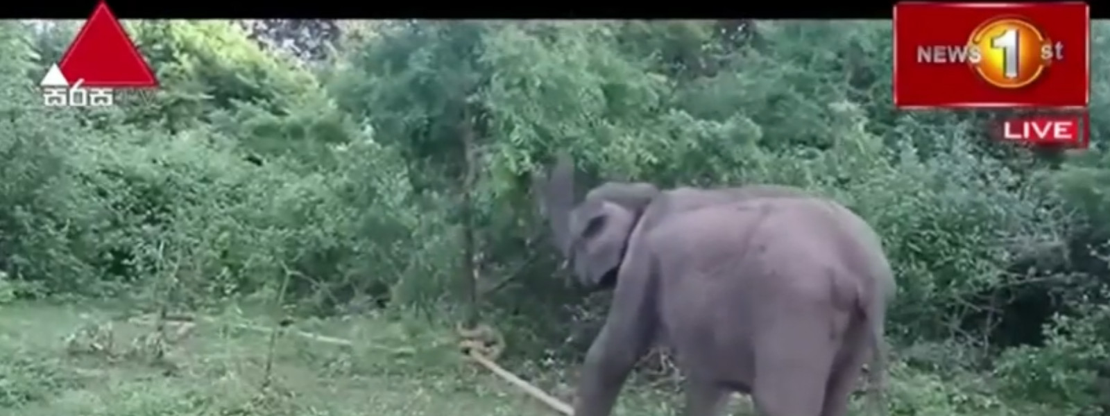 කවුද මේ අලි හොරු ?