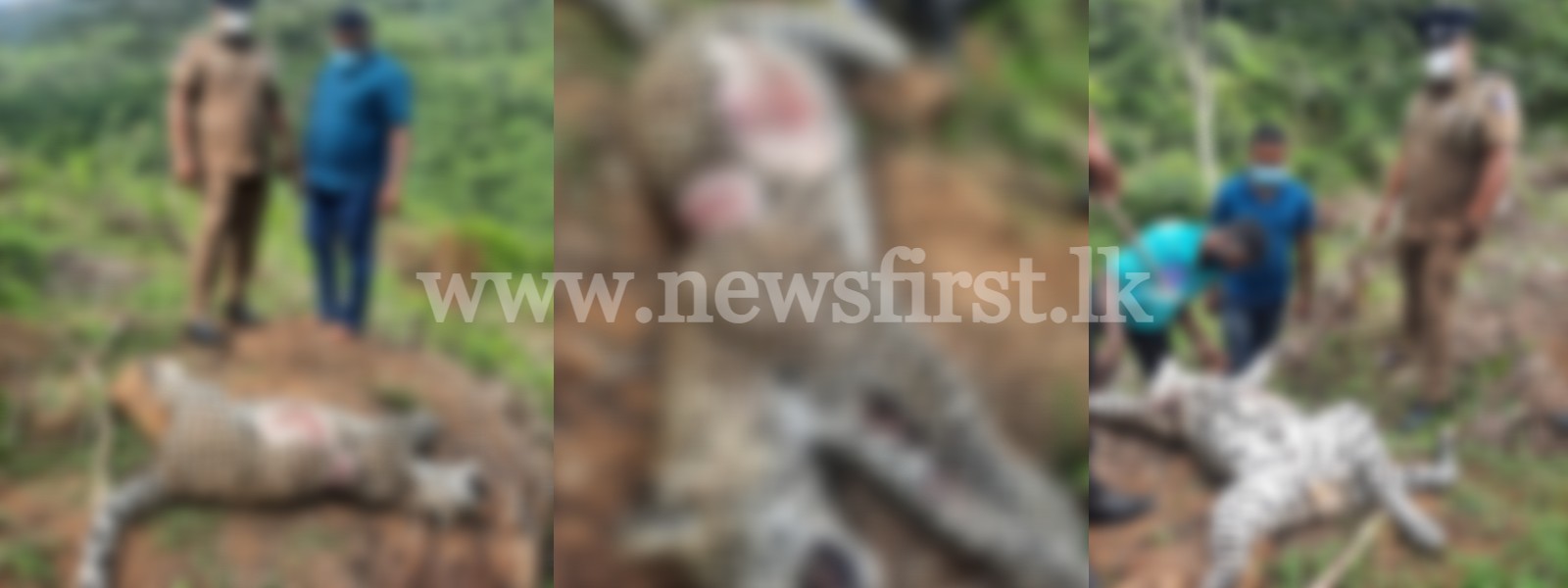 මිය ගිය දිවියෙකුගේ සිරුරක් තේ වත්තකින්.. 