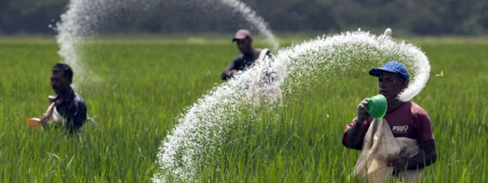 ඉදිරියේ වී වගාවේ වැඩි බර රසායනික පොහොරවලට