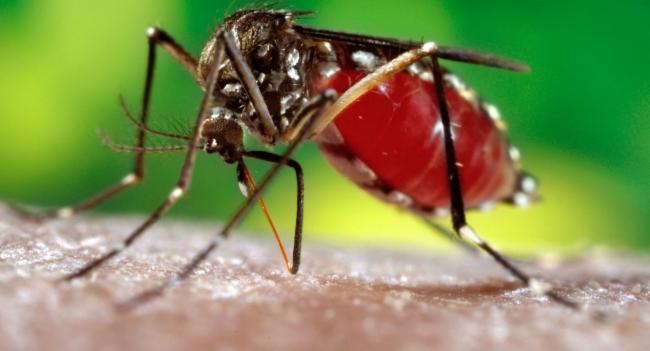 ඩෙංගු අධිඅවදානම් කලාප 66 ක් හඳුනා ගැනේ