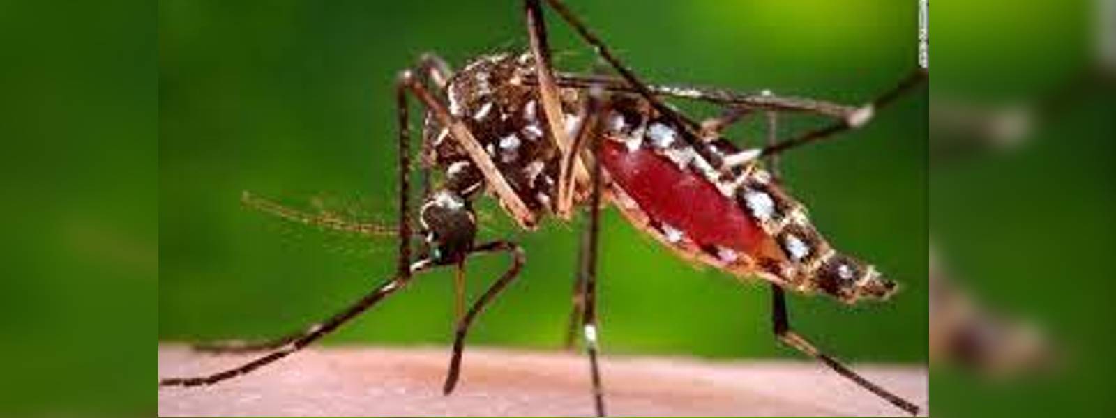 දිස්ත්‍රික්ක 6ක මදුරු මර්දන වැඩසටහන්..