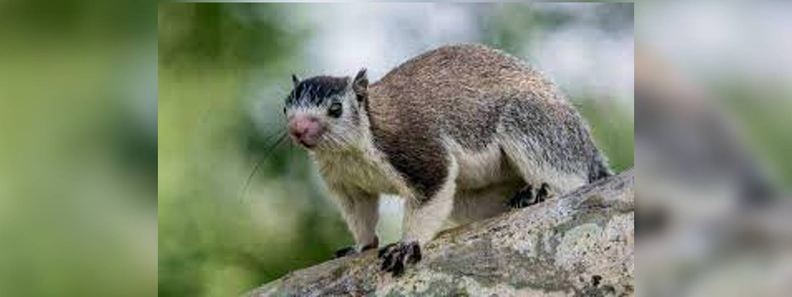 දඬු ලේනාට එරෙහි වූ ගොවි සංවිධාන