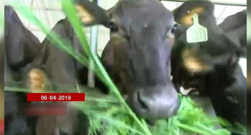 කිරි දෙනුන් ආනයනය මතකද?