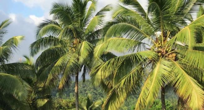 සුදු මැස්සාගෙන් ප්‍රදේශ රැසක පොල් වගාවට දැඩි බලපෑම