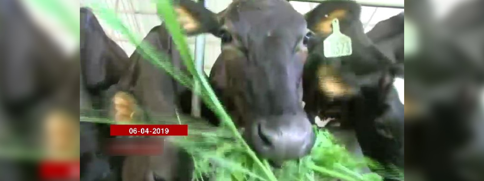 කිරි දෙනුන් ආනයනය මතකද?