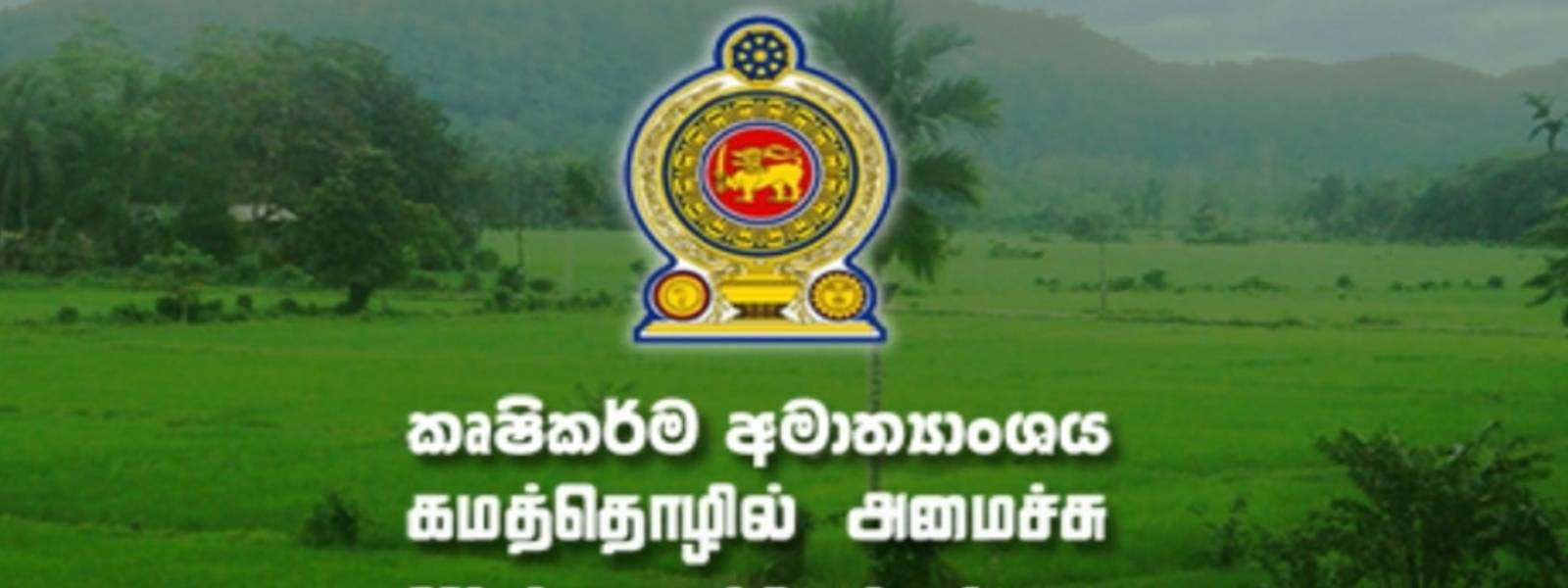 ගවයින් ගැන කෘෂිකර්මයෙන් ගත් තීන්දුව