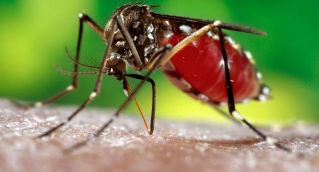දිස්ත්‍රික්ක 10ක ඩෙංගු අධිඅවදානමක්