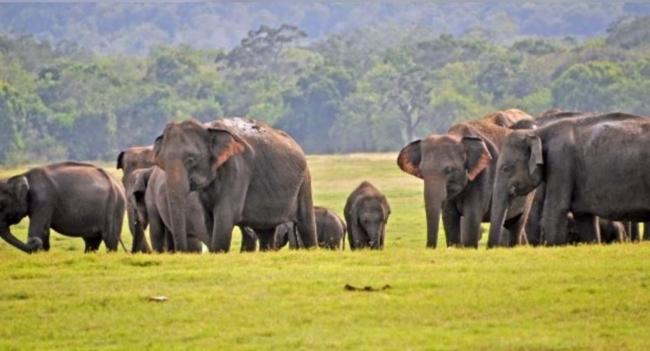 ශ්‍රී ලංකාවේ අලි ඇතුන් ගැන ලබන වසරේ සංගණනයක්
