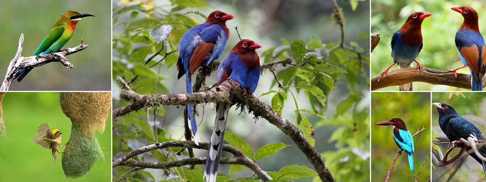 මෙරට පක්ෂි විශේෂ 81ක් වඳවී යාමේ තර්ජනයක..