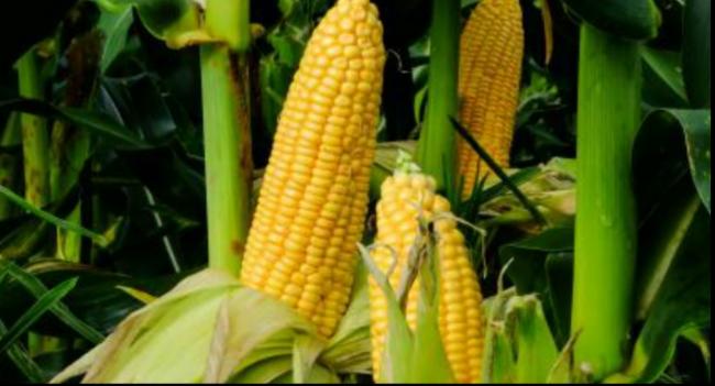 බඩ ඉරිඟු අස්වැන්න 50%කින් අඩුවිය හැකියි..