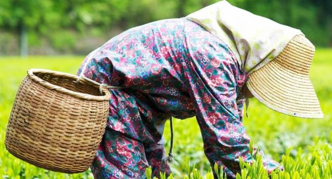 කෘෂි ආහාර අපනයනයෙන් ජපානයට වාර්තාගත ආදායමක්