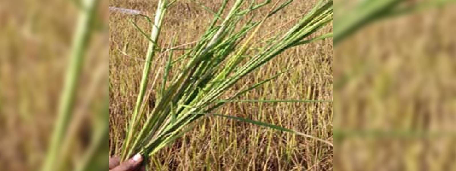 වී වගාවට බලපාන වටපණු රෝගය