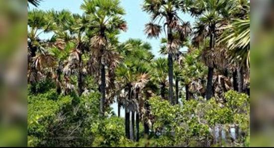 උතුරේ තල් වගාව ව්‍යාප්තියට නව ආරම්භයක්