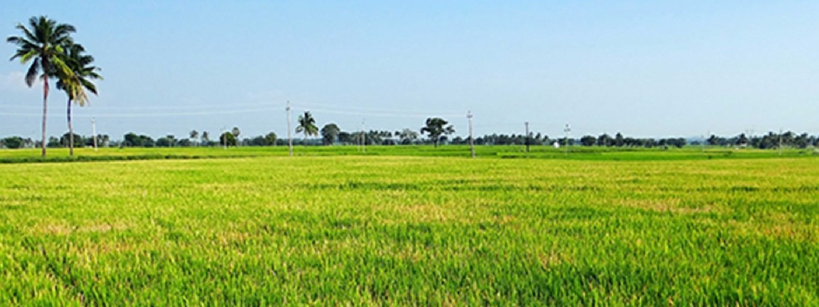 ගොයම් කහවීමට කාබනික පොහොර හේතු වී නැහැ