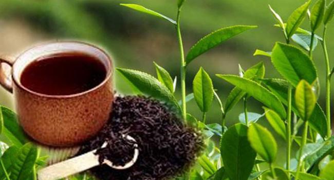 මෙරට තේ මිල ගණන්වල කැපී පෙනෙන වැඩිවීමක්