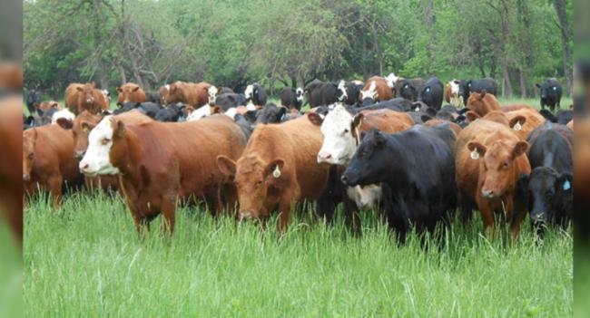 උතුරේ දිස්ත්‍රික්ක අතර ගවයින් ප්‍රවාහනය අත්හිටුවයි