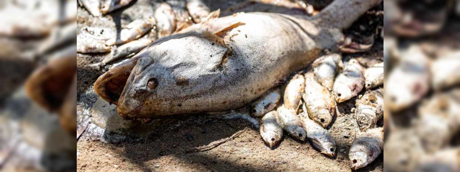 කොත්මලේ ඔයේ මසුන් මියයාම ගැන පරීක්ෂණ...