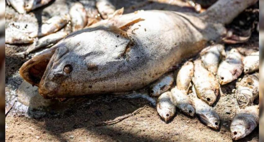 කොත්මලේ ඔයේ මසුන් මියයාම ගැන පරීක්ෂණ...