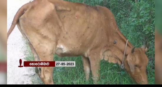 වයඹ සිට පිට පළාත්වලට ගවයින් ප්‍රවාහනය තහනම්