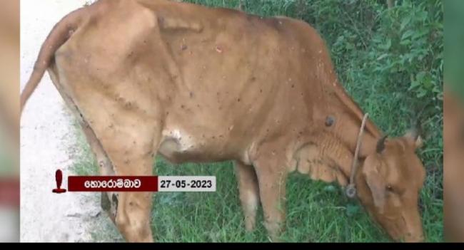 වයඹ සිට පිට පළාත්වලට ගවයින් ප්‍රවාහනය තහනම්