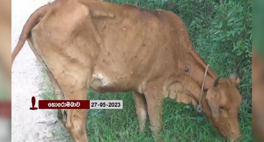 කුරුණෑගලට පැමිණියේ නැගෙනහිර ගව රෝගය ද?