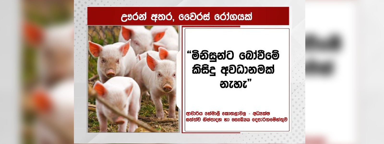 බස්නාහිර ඌරන් අතර වෛරස් රෝගයක්