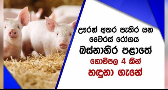 ඌරන් අතර පැතිරෙන වෛරස් රෝගය බස්නාහිර ගොවිපොළ 4කින්