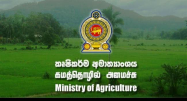 ධාන්‍ය අවපැහැ වීමේ රෝගය පාලනය කරන්න පුළුවන්..