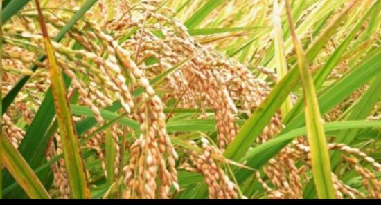 උතුරු පළාතේ නාඩු වී මිලදී ගැනීමේ ගැටලුවක්