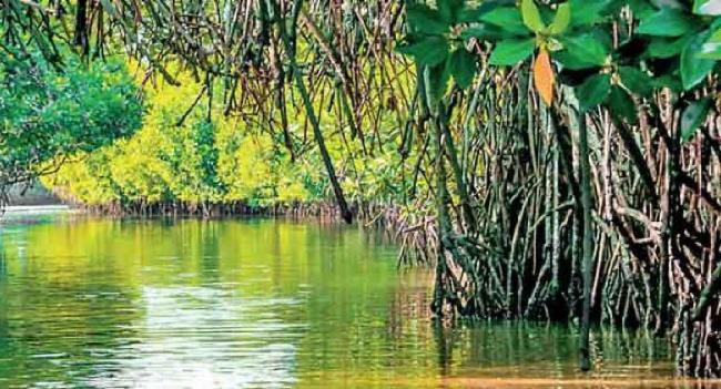 ලෝක කඩොලාන සංරක්ෂණ දිනය අදයි