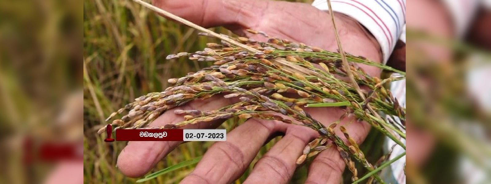 වී කරල් කළුවීම ගැන සොයන්න කණ්ඩායමක්