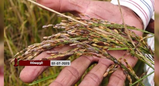 වී කරල් කළුවීම ගැන සොයන්න කණ්ඩායමක්