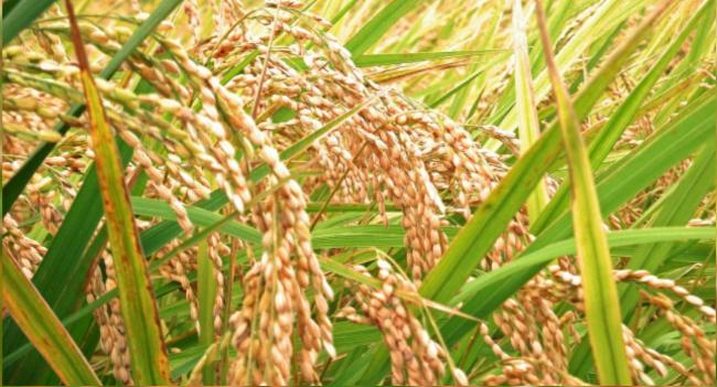 ගොවීන් වී ලබා දීමේ අඩුවක්...