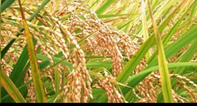 ගොවීන් වී ලබා දීමේ අඩුවක්