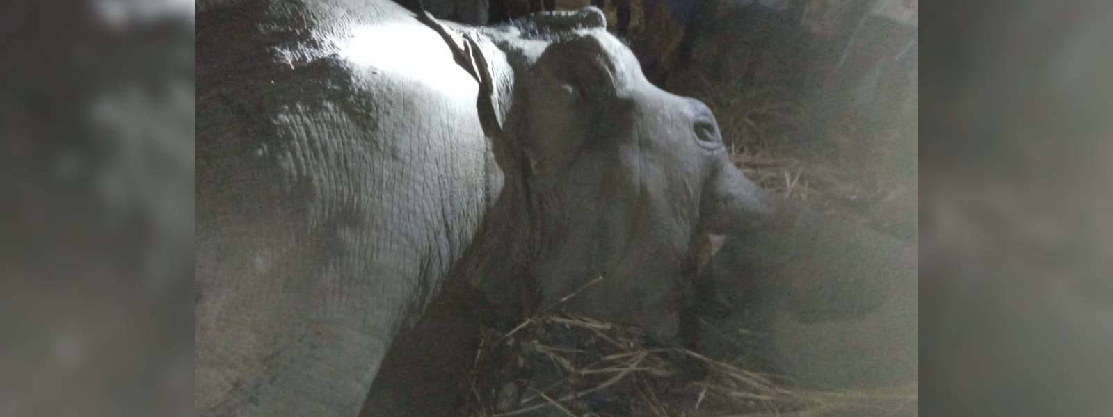 යාල් දේවි දුම්රියේ වන අලියෙකු ගැටෙයි